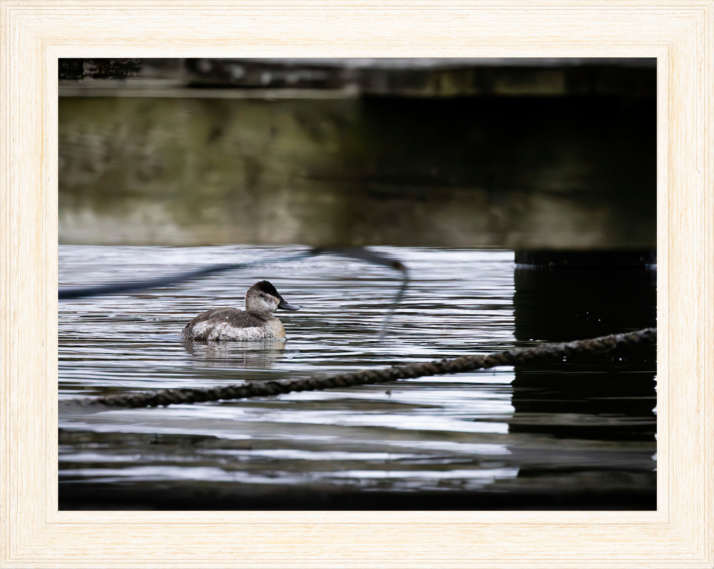 Ruddy Hen Under the Pier #2