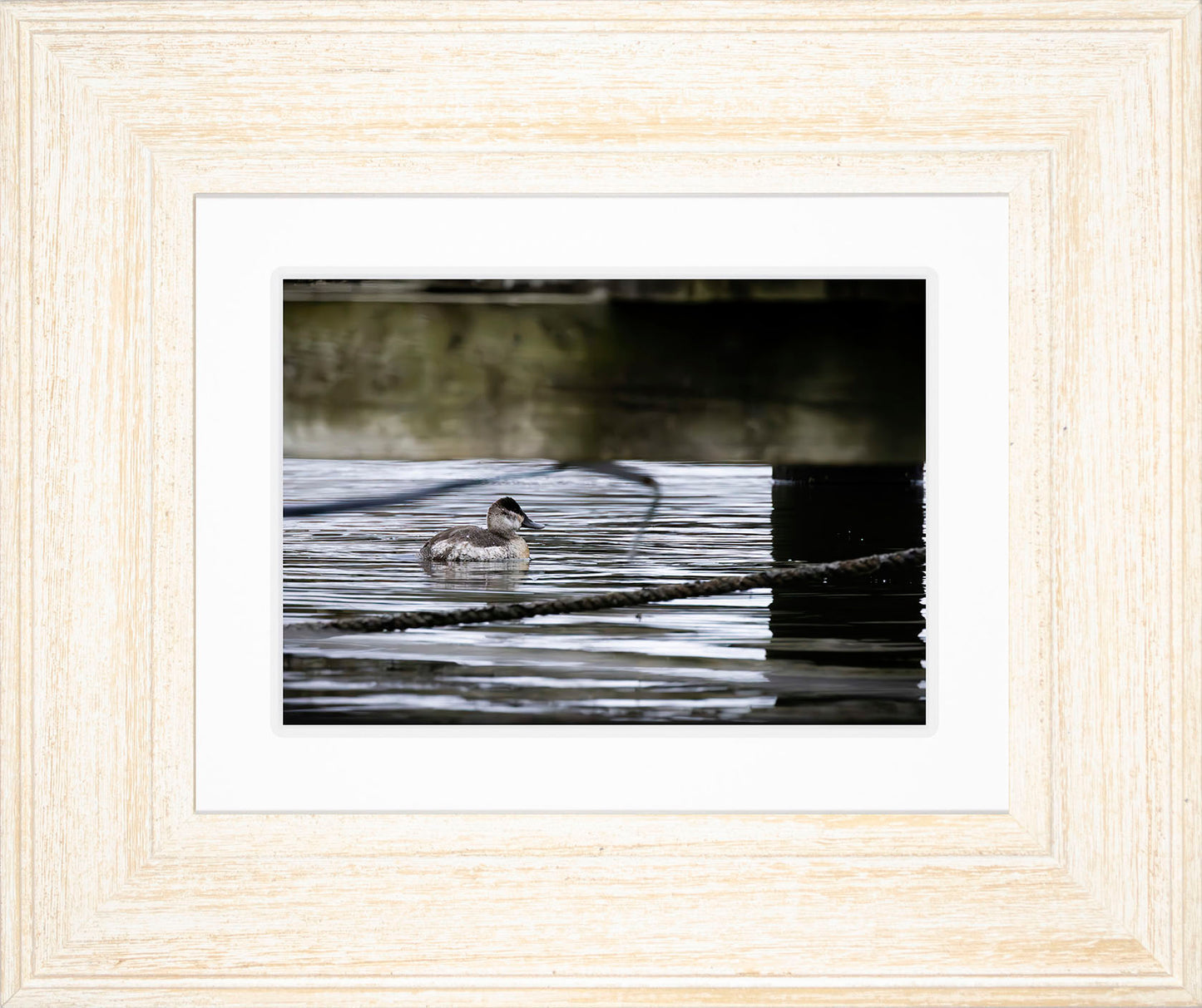 Ruddy Hen Under the Pier #2