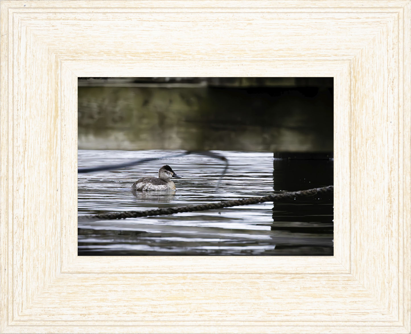 Ruddy Hen Under the Pier #2