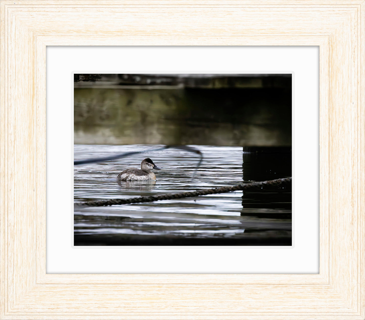 Ruddy Hen Under the Pier #2