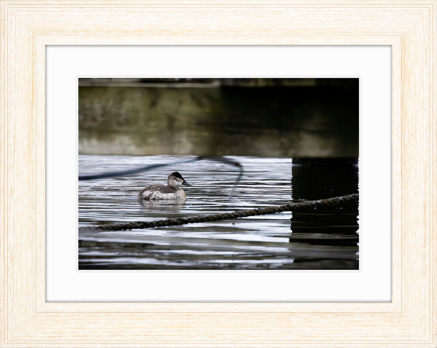 Ruddy Hen Under the Pier #2
