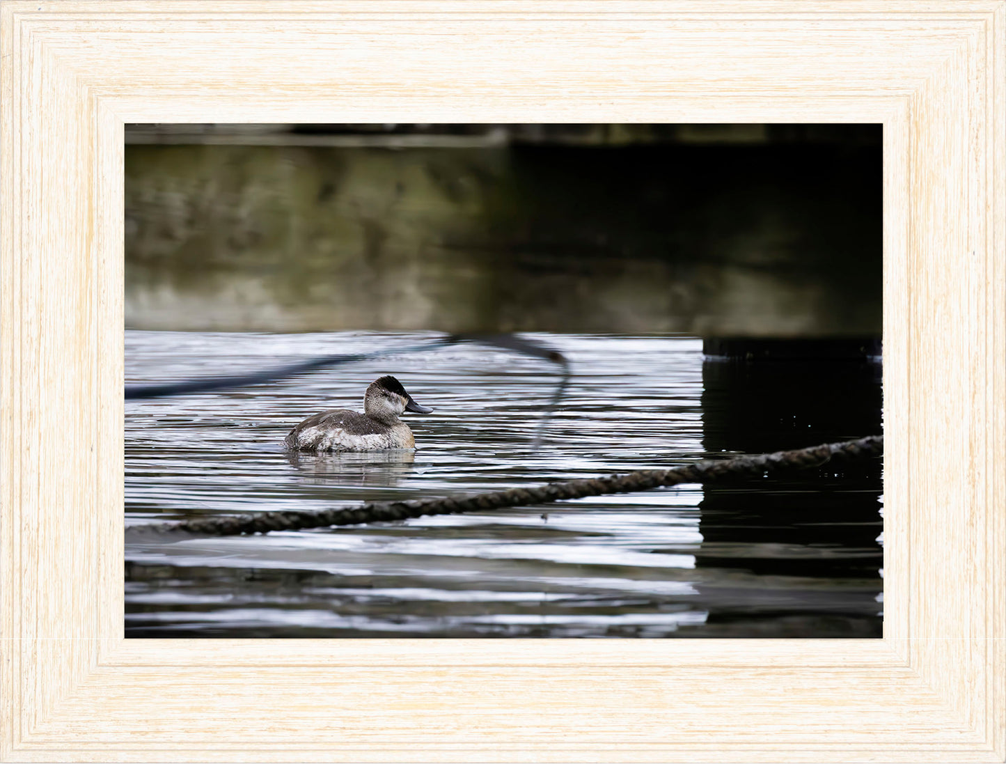 Ruddy Hen Under the Pier #2