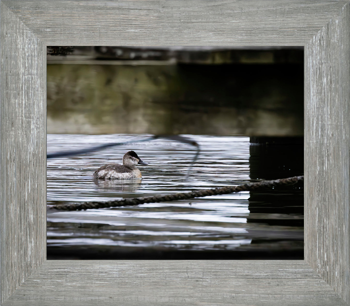 Ruddy Hen Under the Pier #2