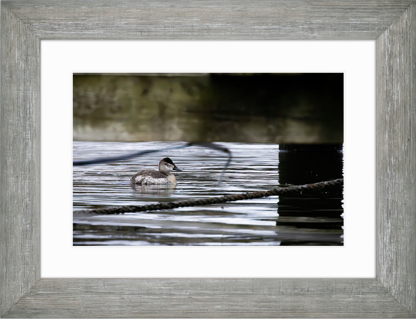 Ruddy Hen Under the Pier #2