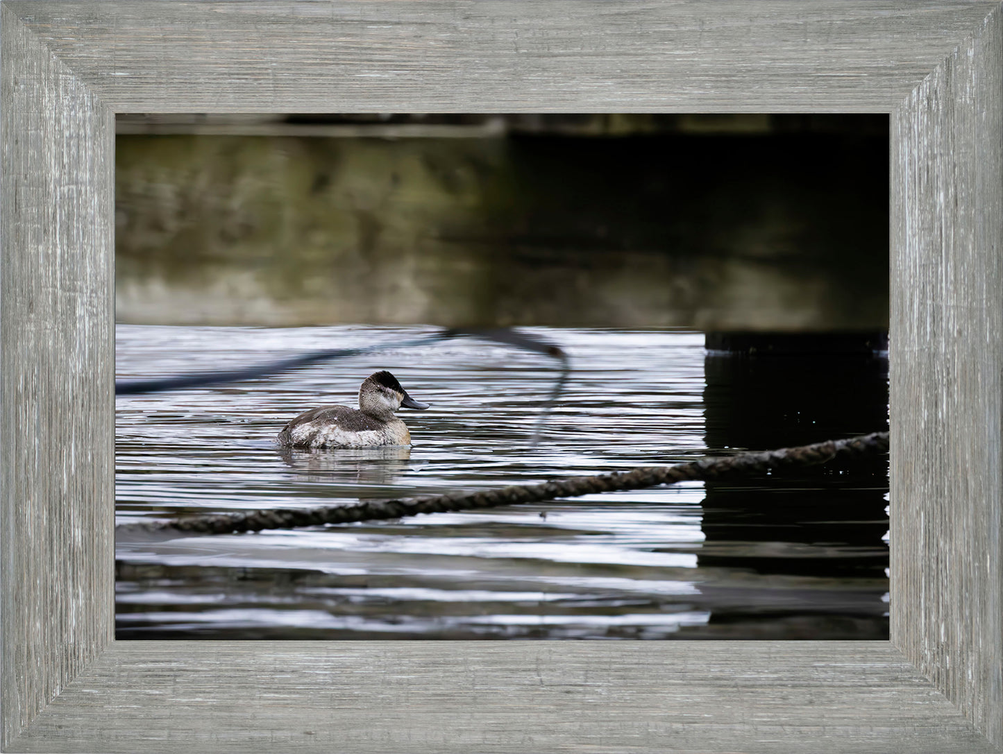 Ruddy Hen Under the Pier #2
