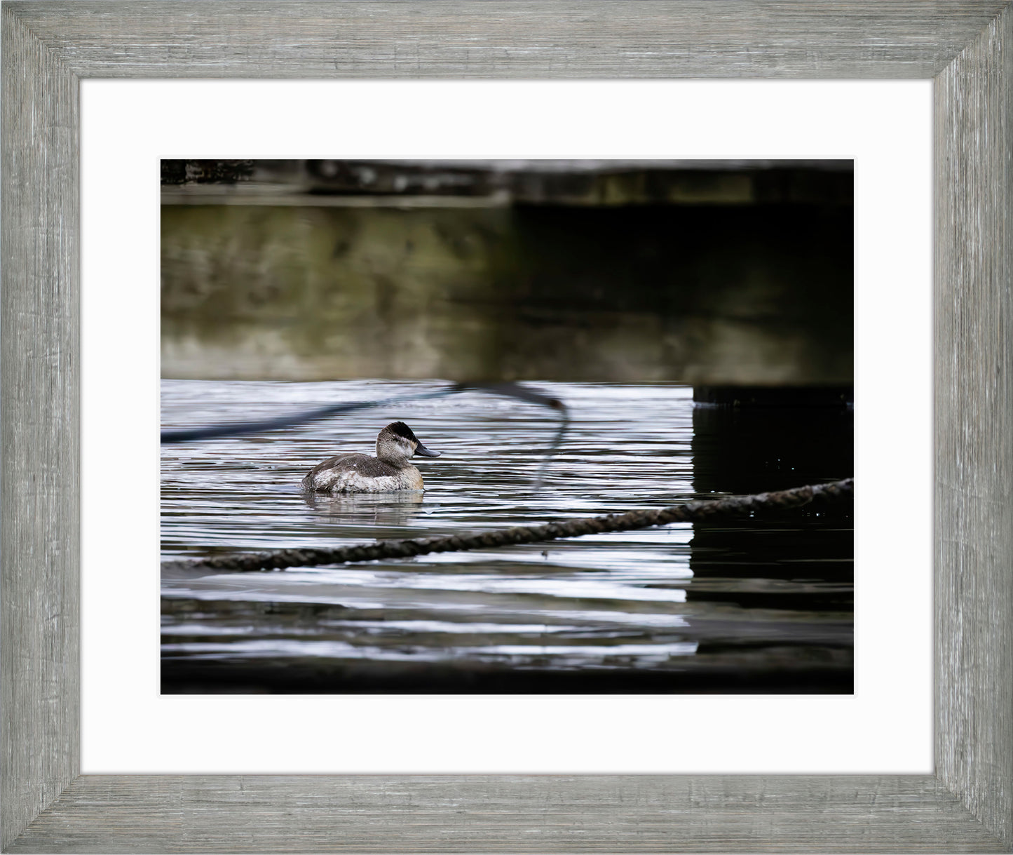 Ruddy Hen Under the Pier #2