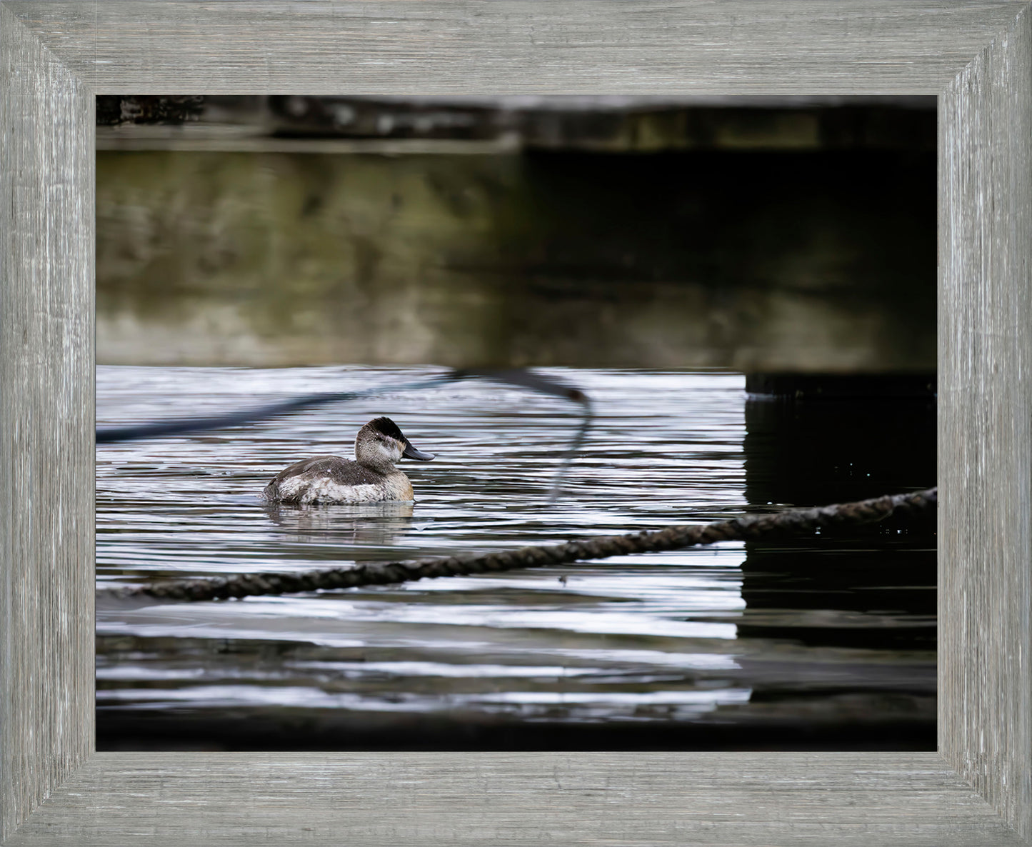 Ruddy Hen Under the Pier #2