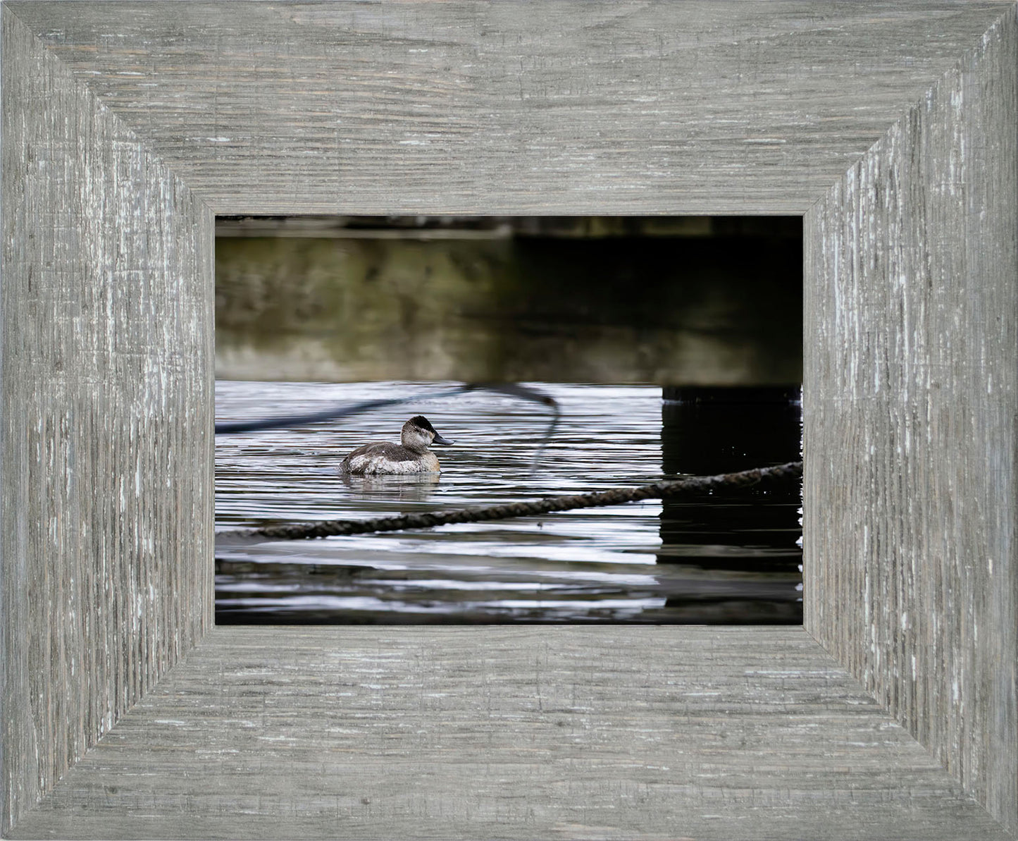 Ruddy Hen Under the Pier #2