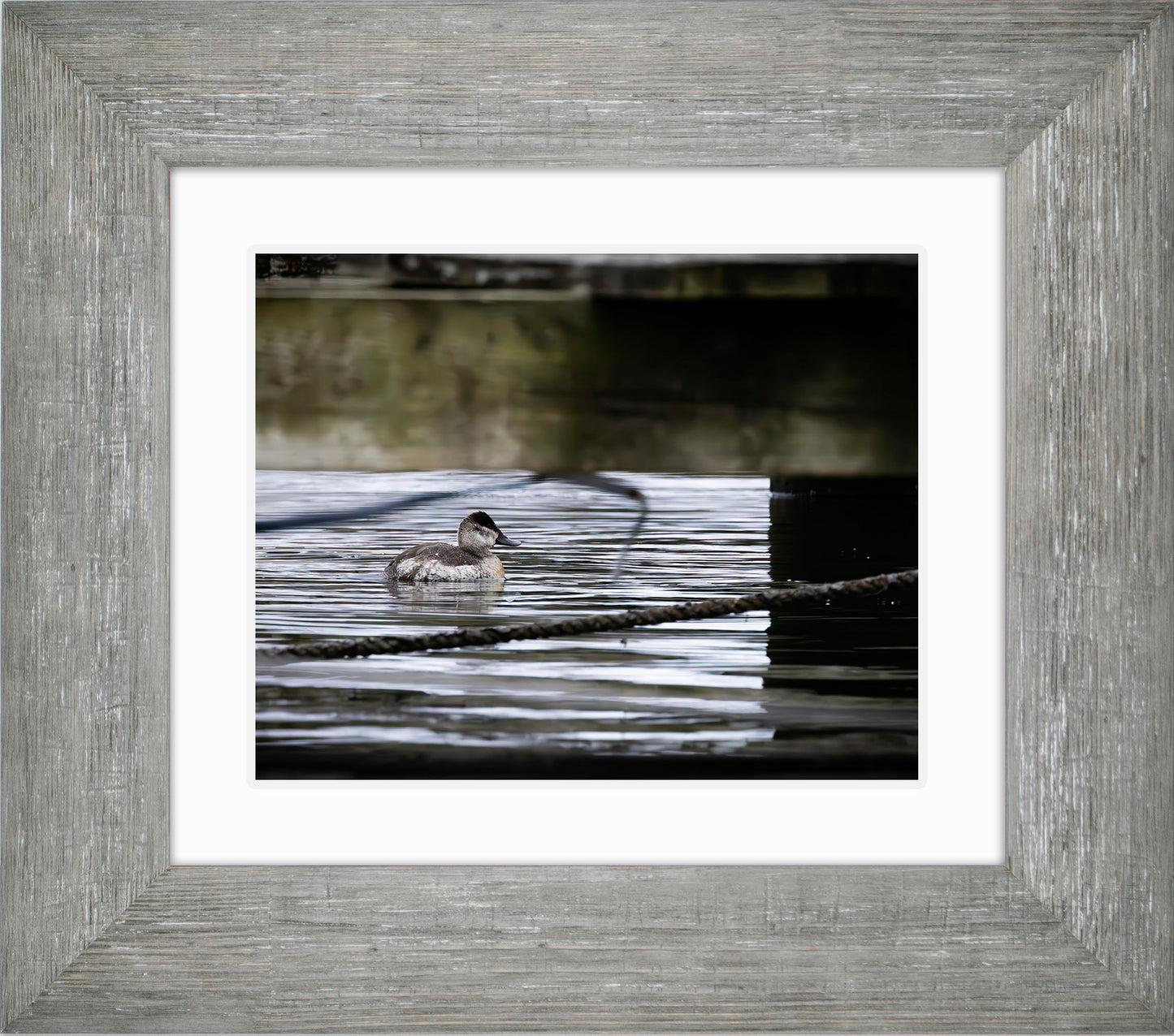 Ruddy Hen Under the Pier #2
