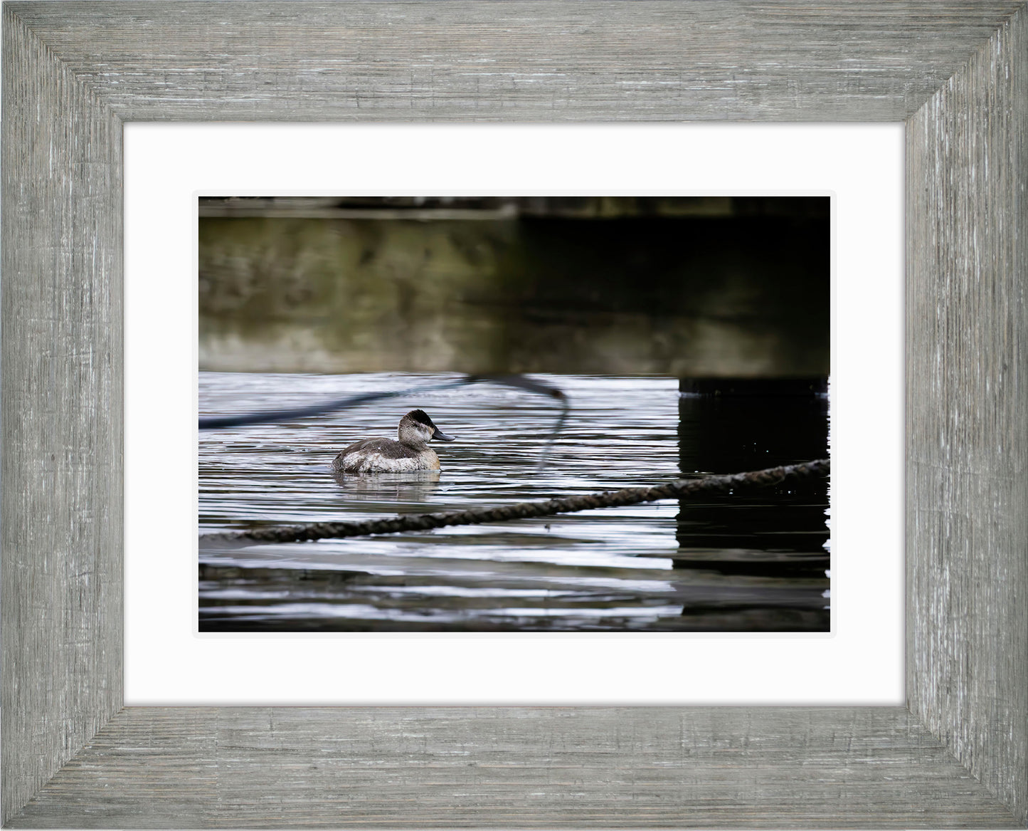 Ruddy Hen Under the Pier #2