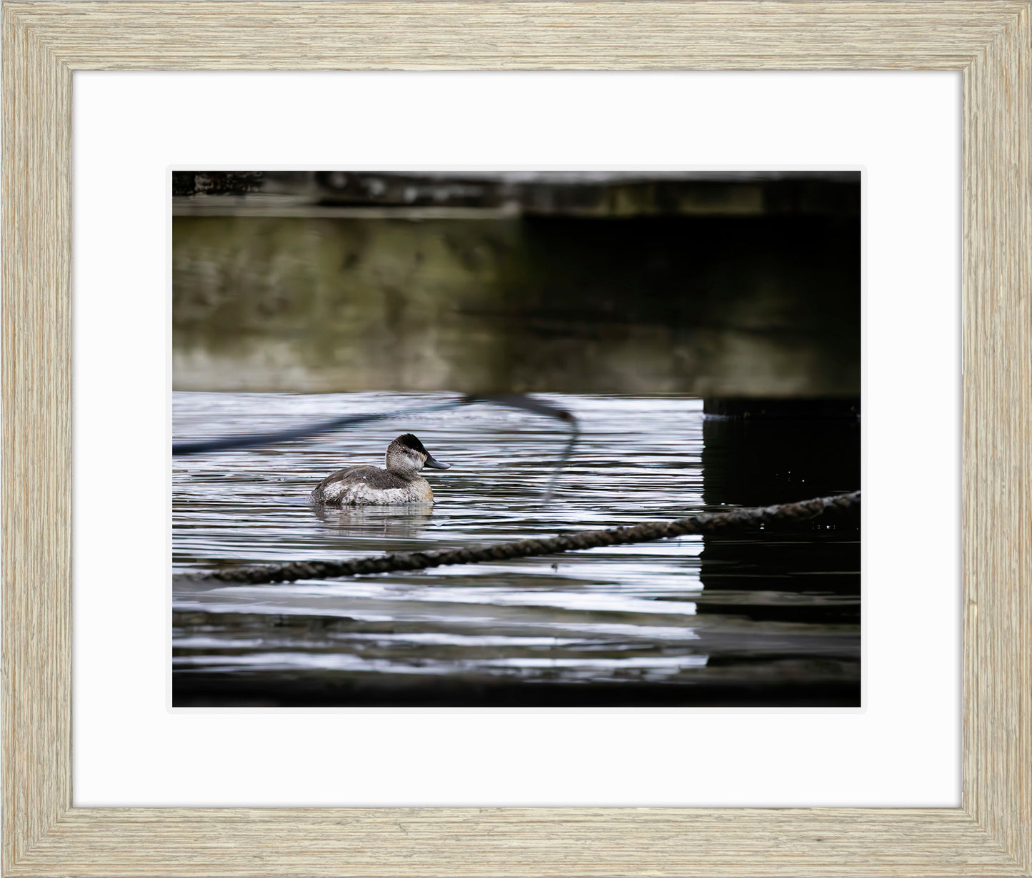 Ruddy Hen Under the Pier #2