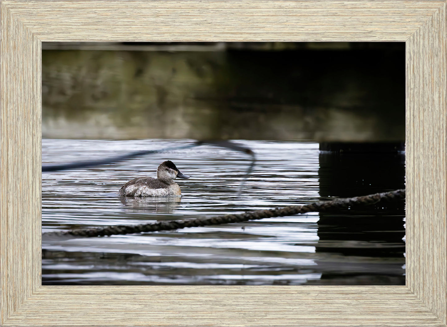 Ruddy Hen Under the Pier #2