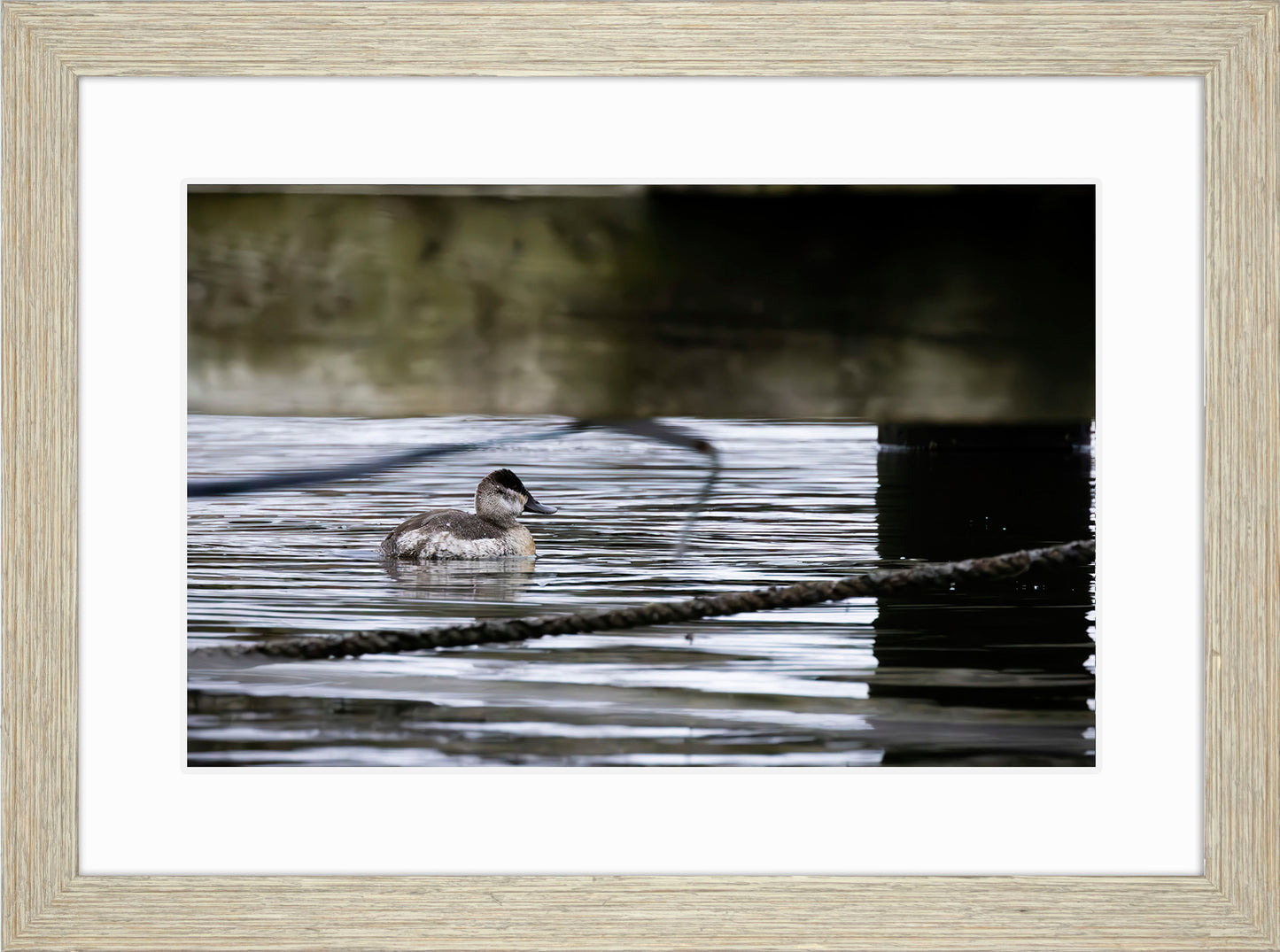 Ruddy Hen Under the Pier #2