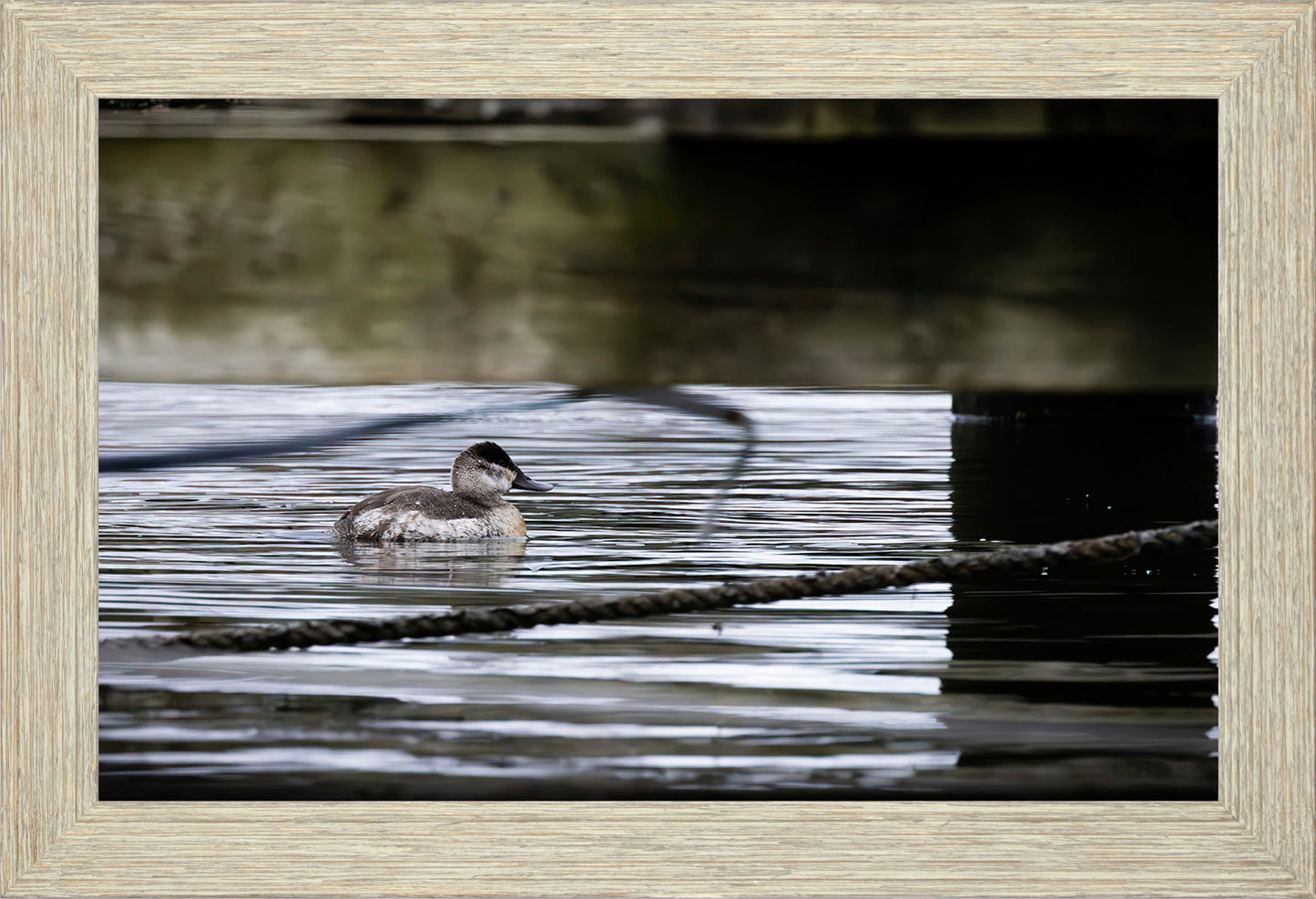 Ruddy Hen Under the Pier #2