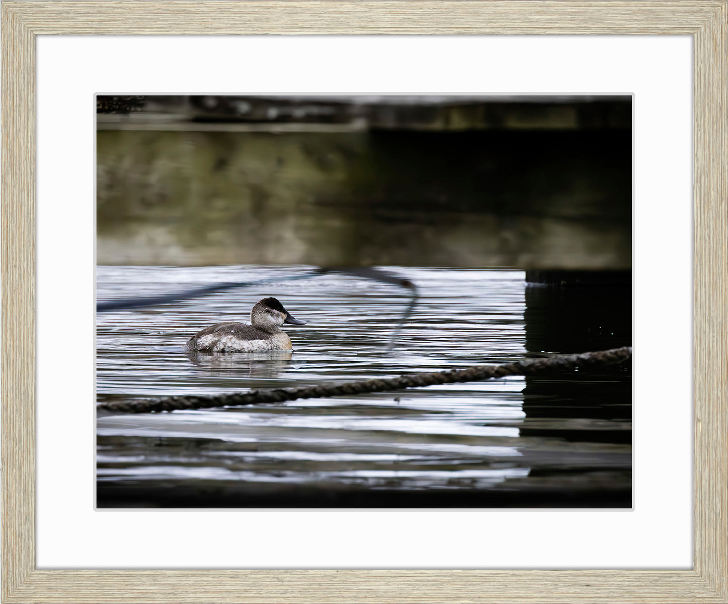 Ruddy Hen Under the Pier #2