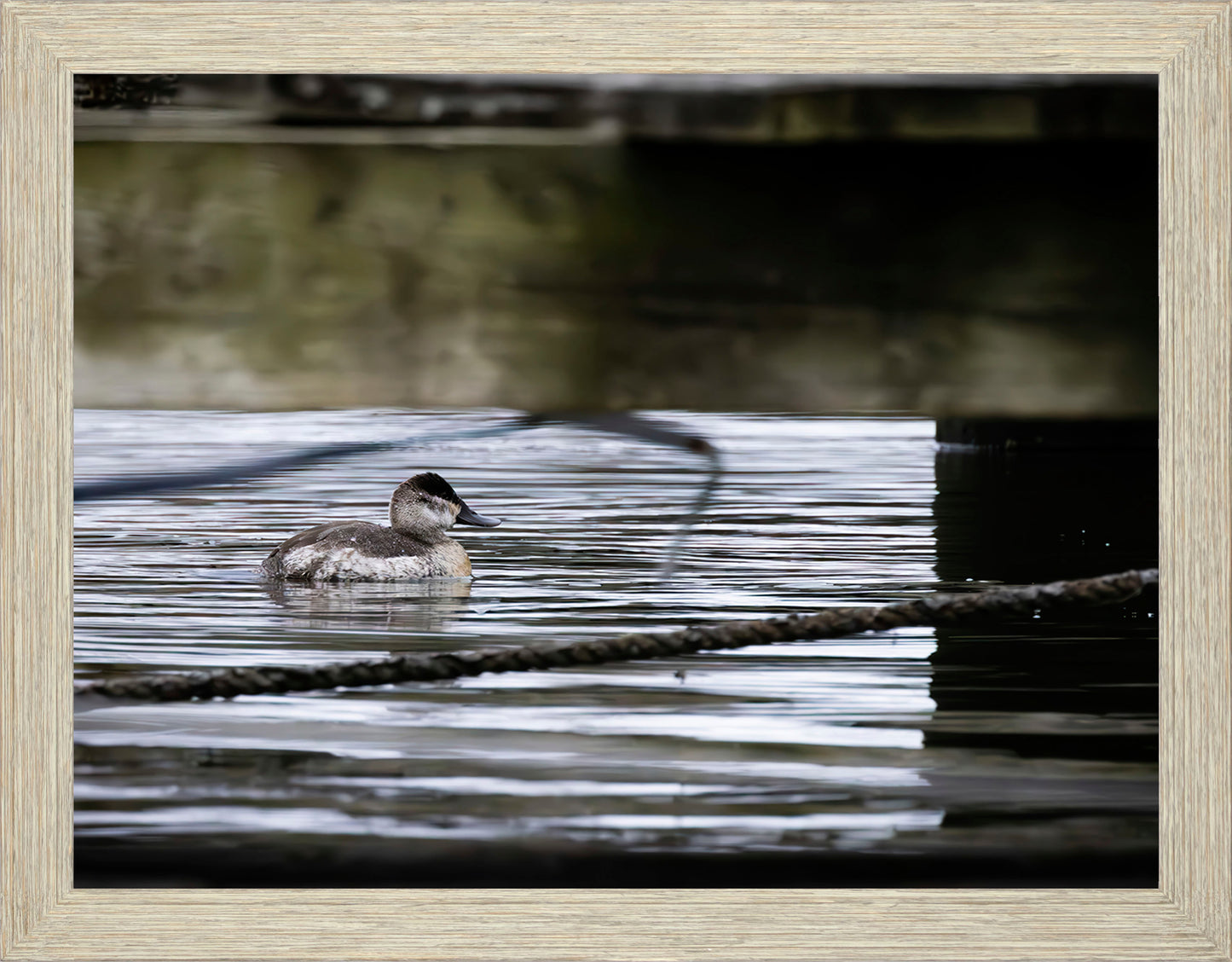 Ruddy Hen Under the Pier #2