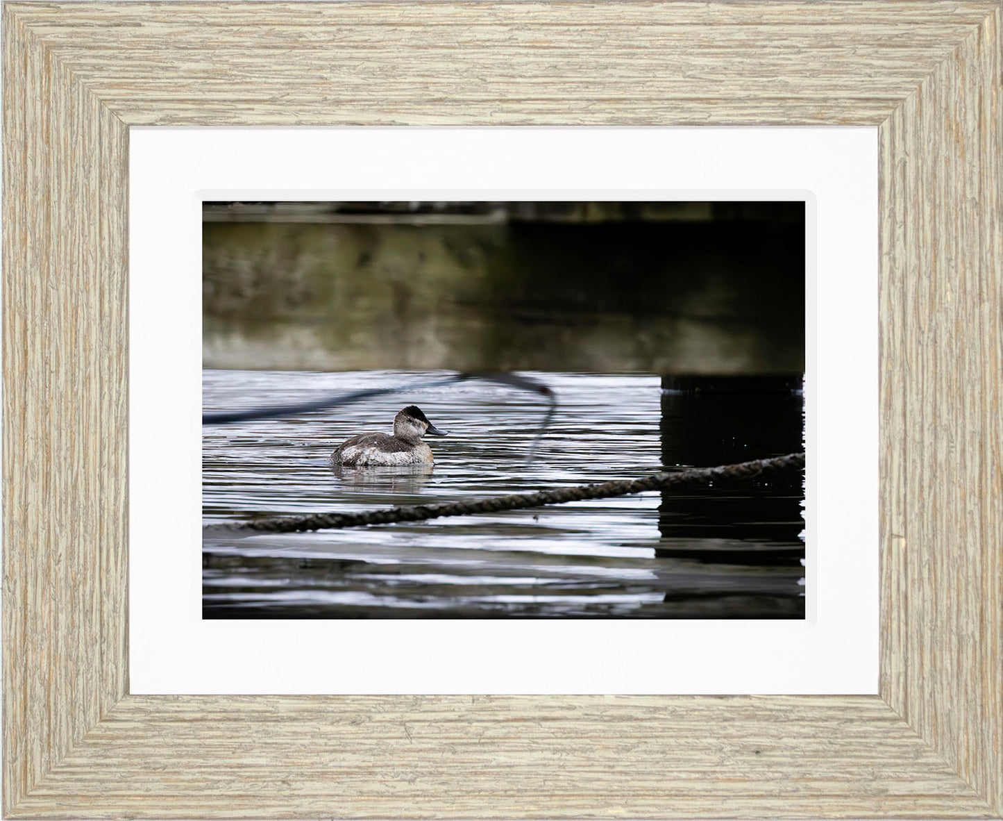Ruddy Hen Under the Pier #2