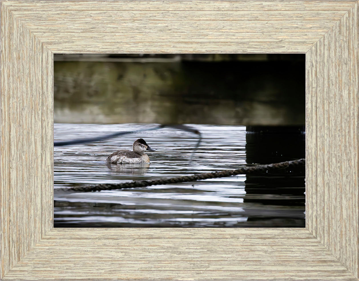 Ruddy Hen Under the Pier #2
