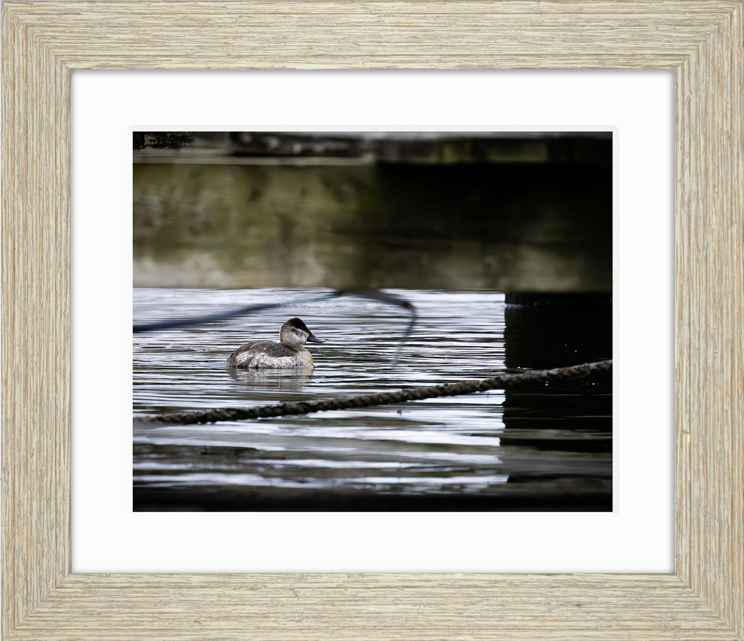 Ruddy Hen Under the Pier #2