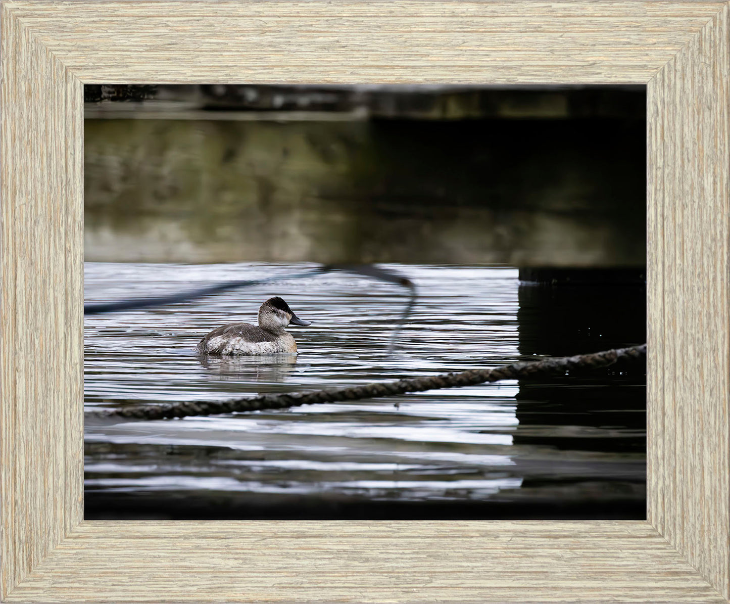 Ruddy Hen Under the Pier #2