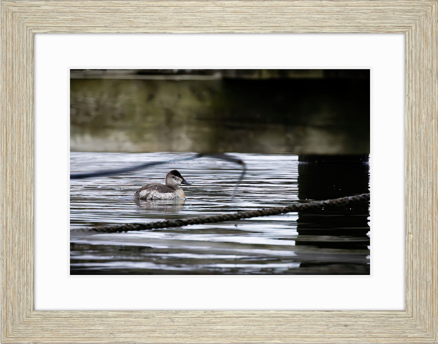 Ruddy Hen Under the Pier #2