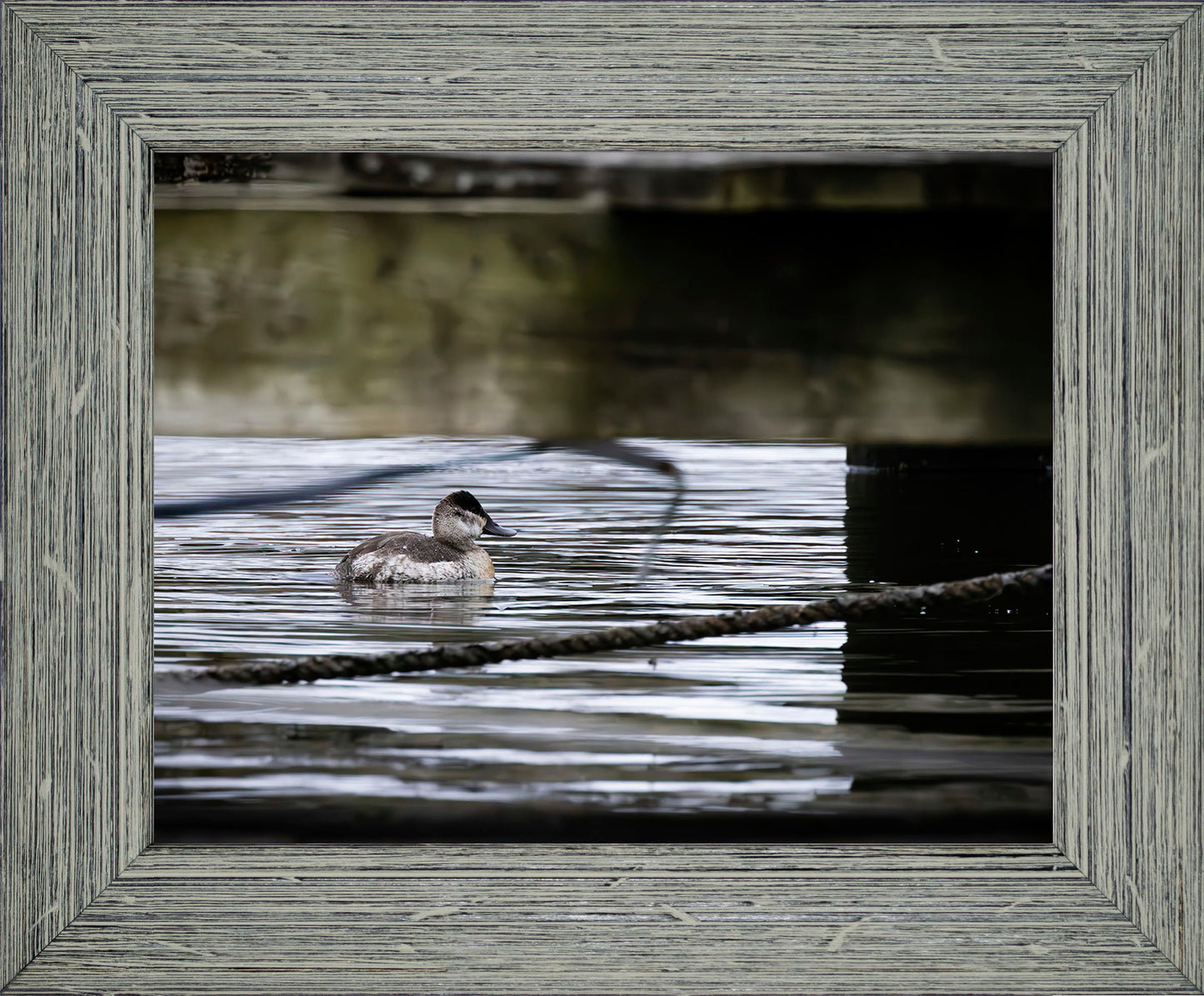 Ruddy Hen Under the Pier #2