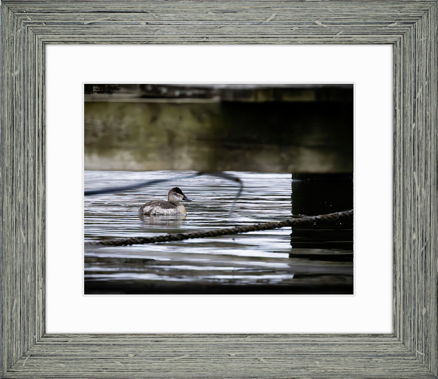 Ruddy Hen Under the Pier #2