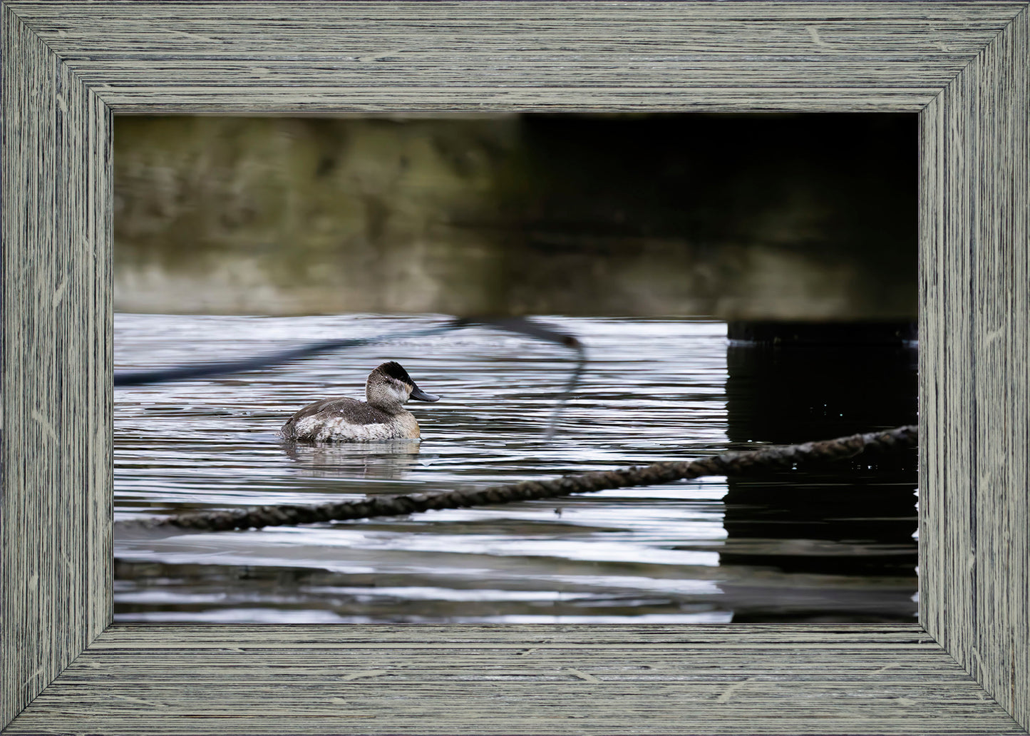Ruddy Hen Under the Pier #2