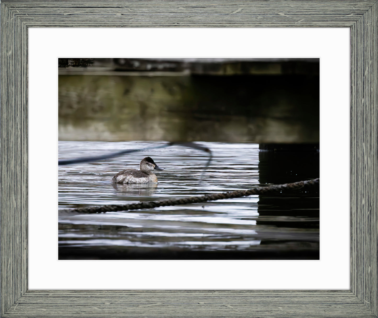 Ruddy Hen Under the Pier #2