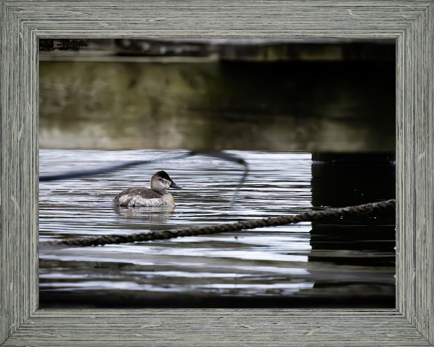 Ruddy Hen Under the Pier #2