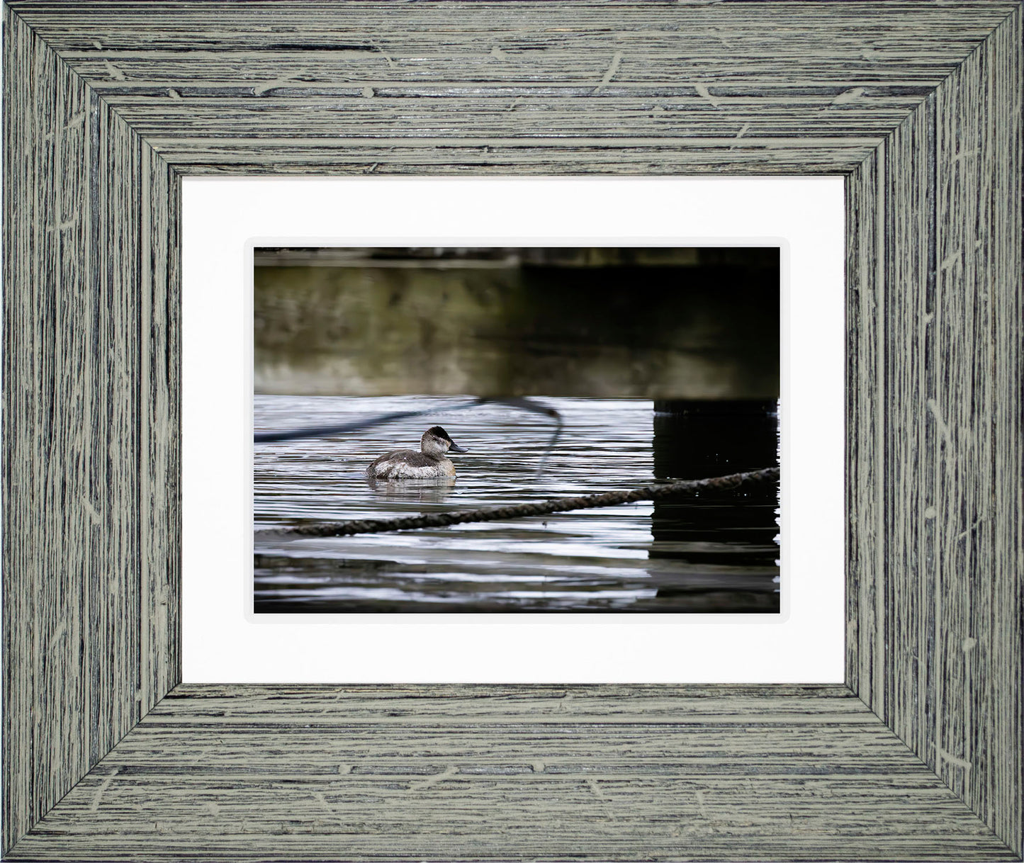 Ruddy Hen Under the Pier #2