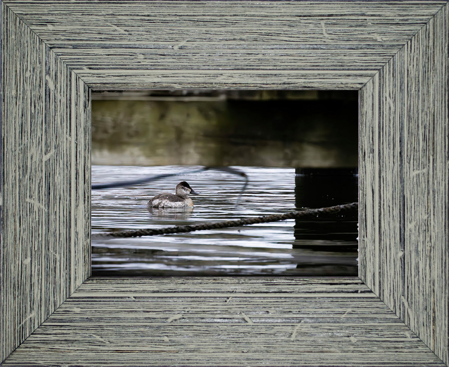 Ruddy Hen Under the Pier #2
