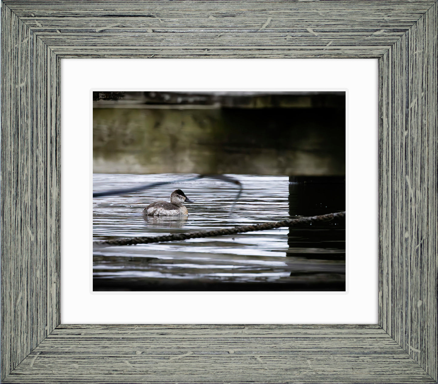 Ruddy Hen Under the Pier #2