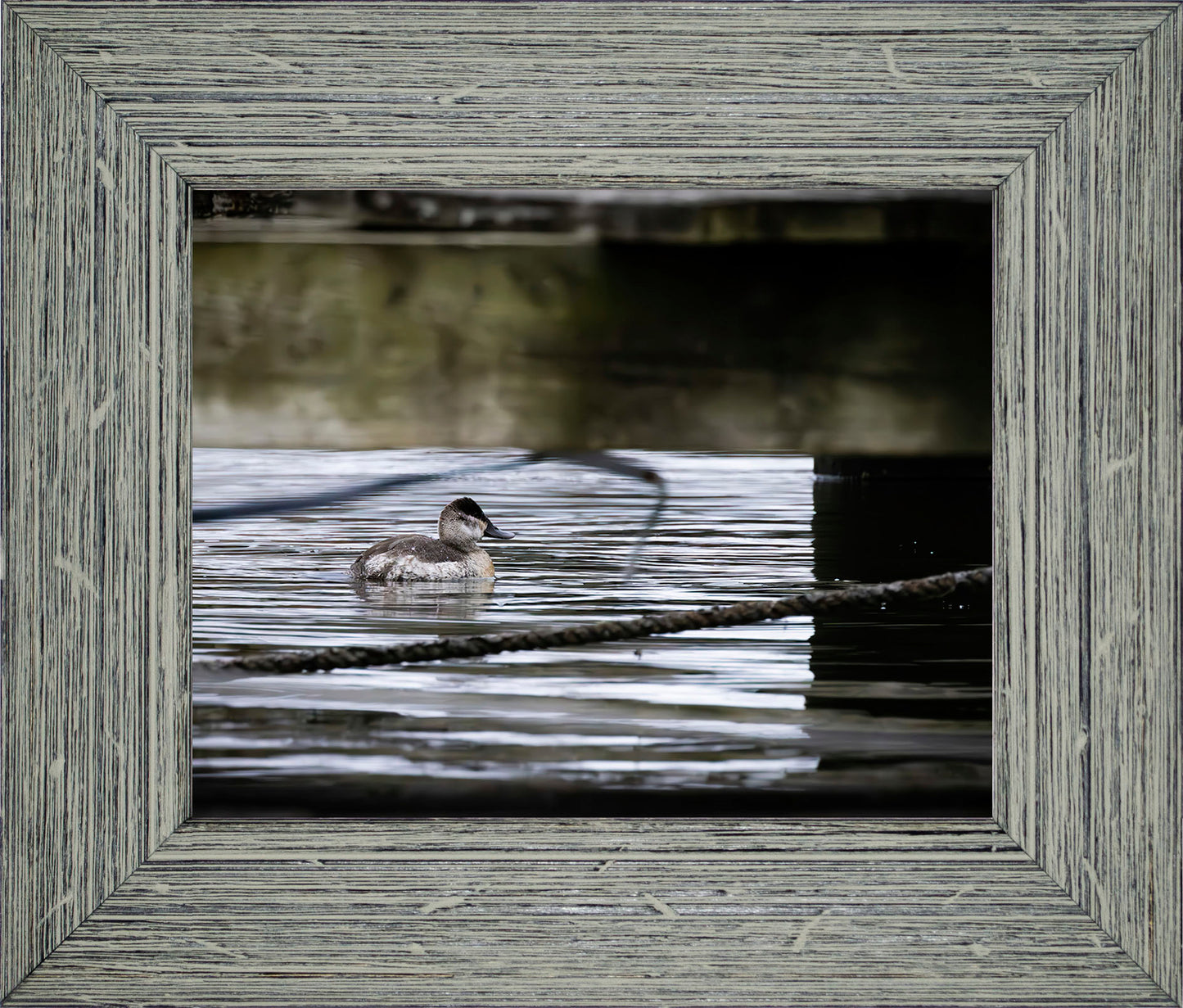 Ruddy Hen Under the Pier #2