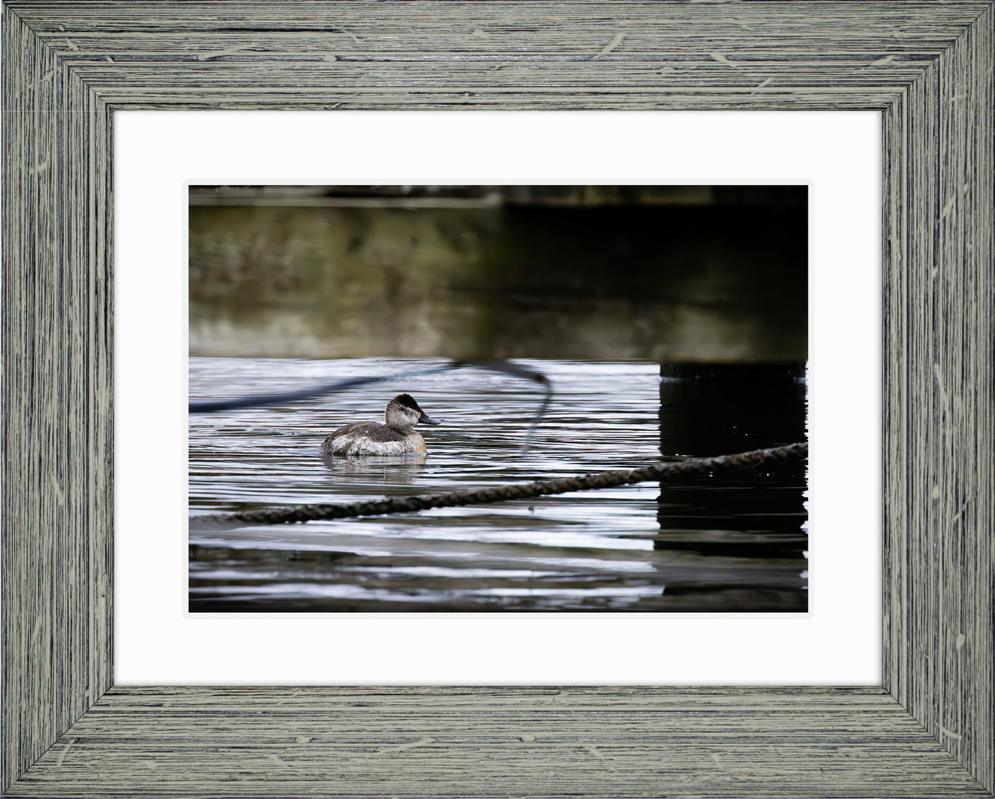 Ruddy Hen Under the Pier #2
