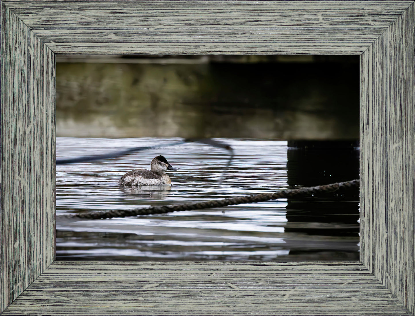 Ruddy Hen Under the Pier #2