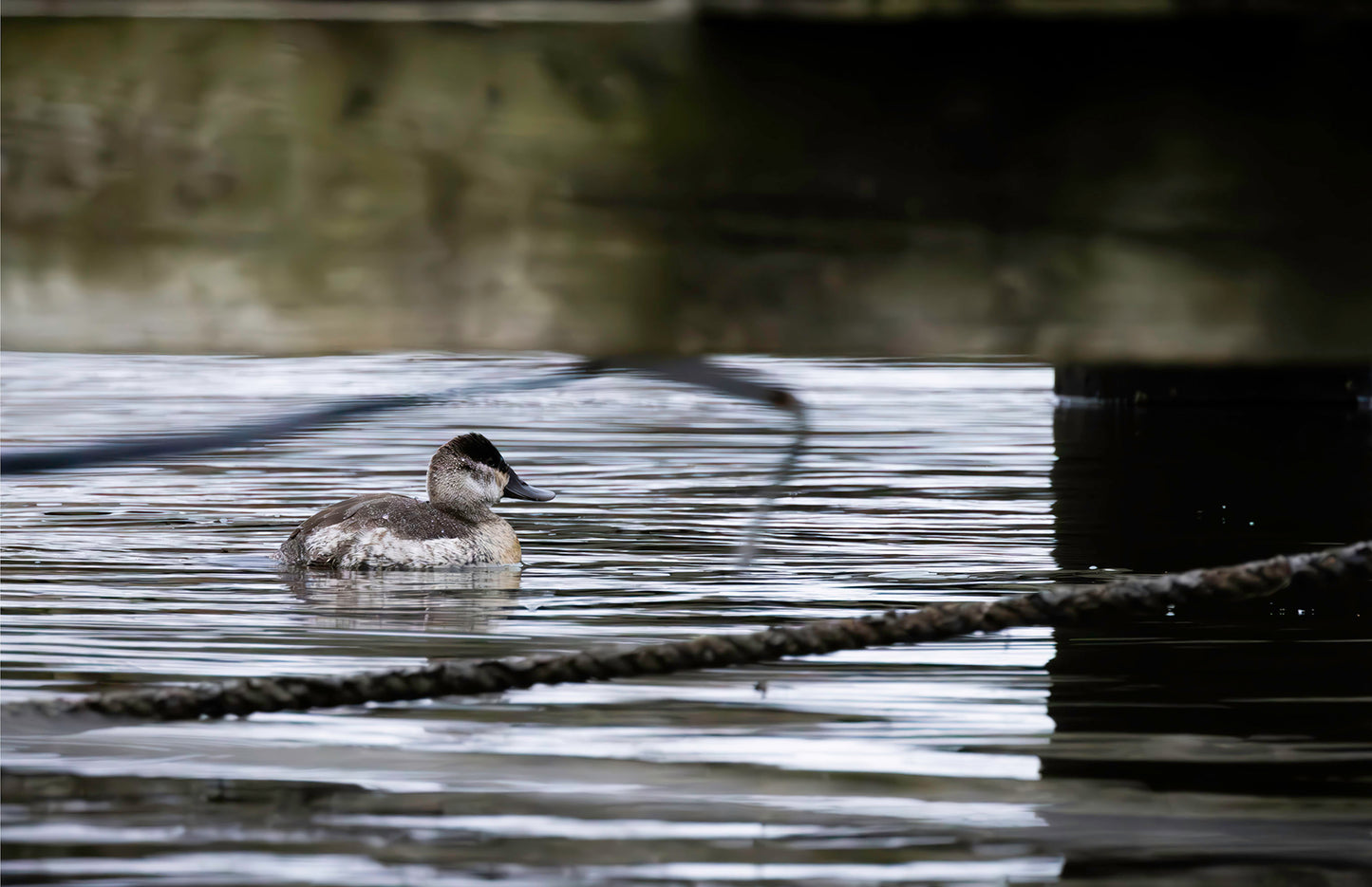 Ruddy Hen Under the Pier #2