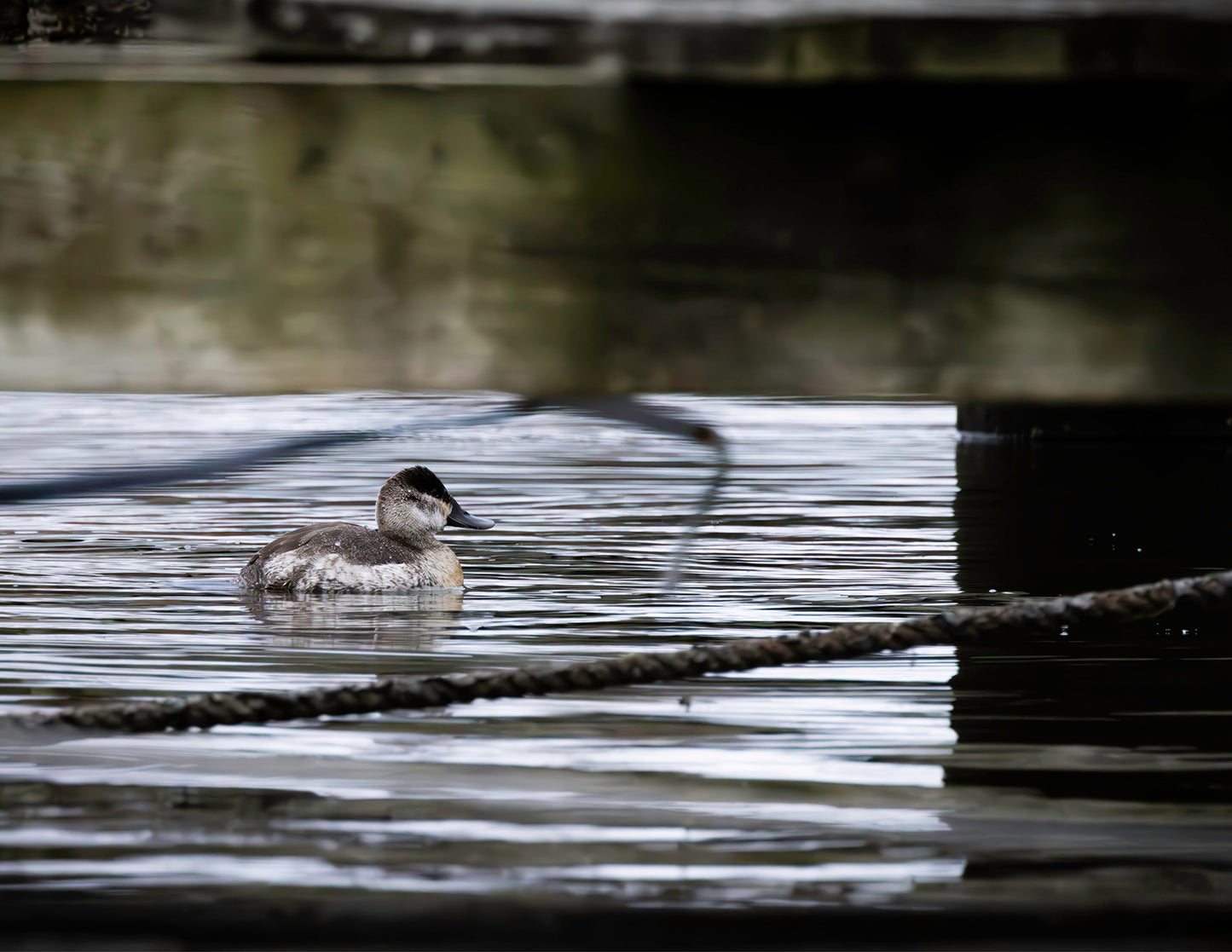 Ruddy Hen Under the Pier #2