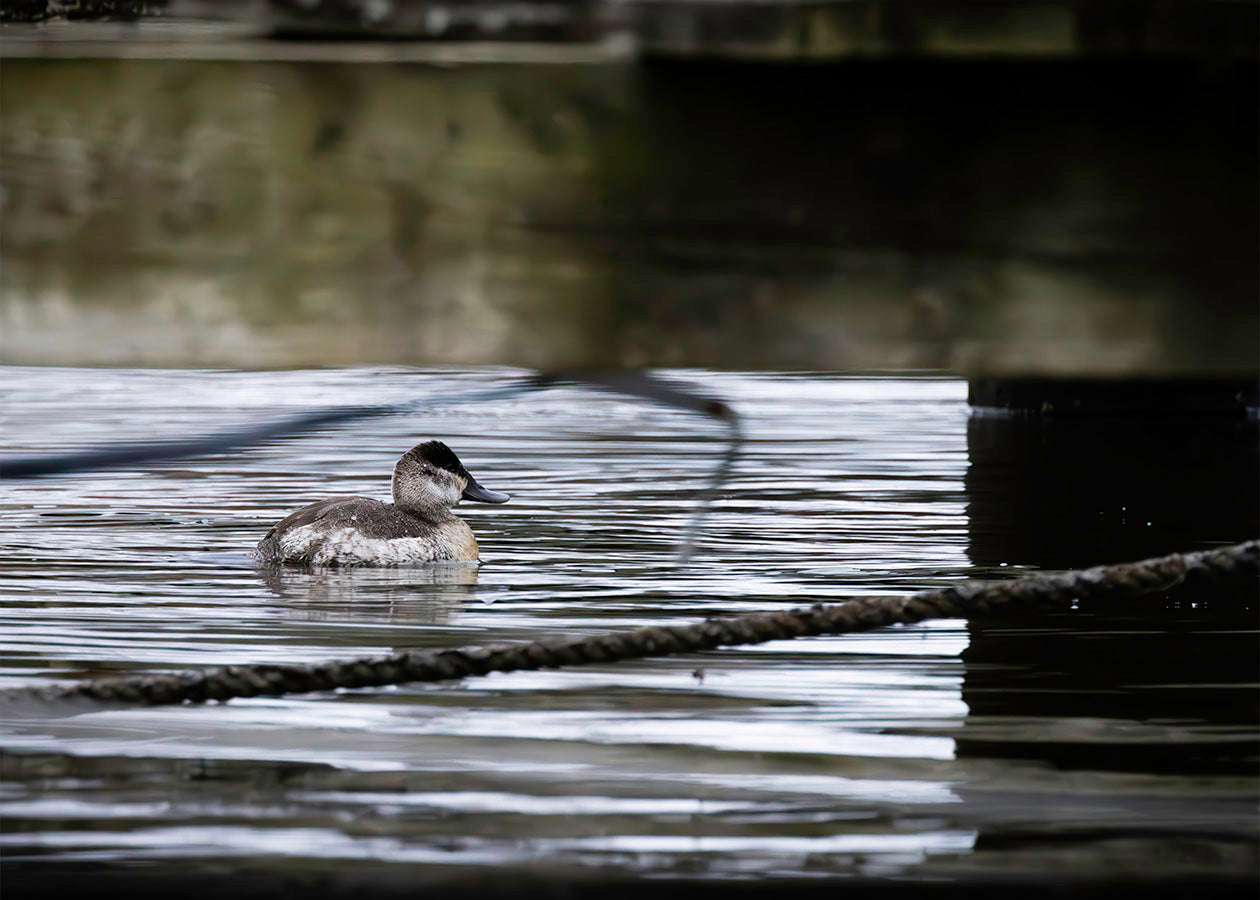 Ruddy Hen Under the Pier #2