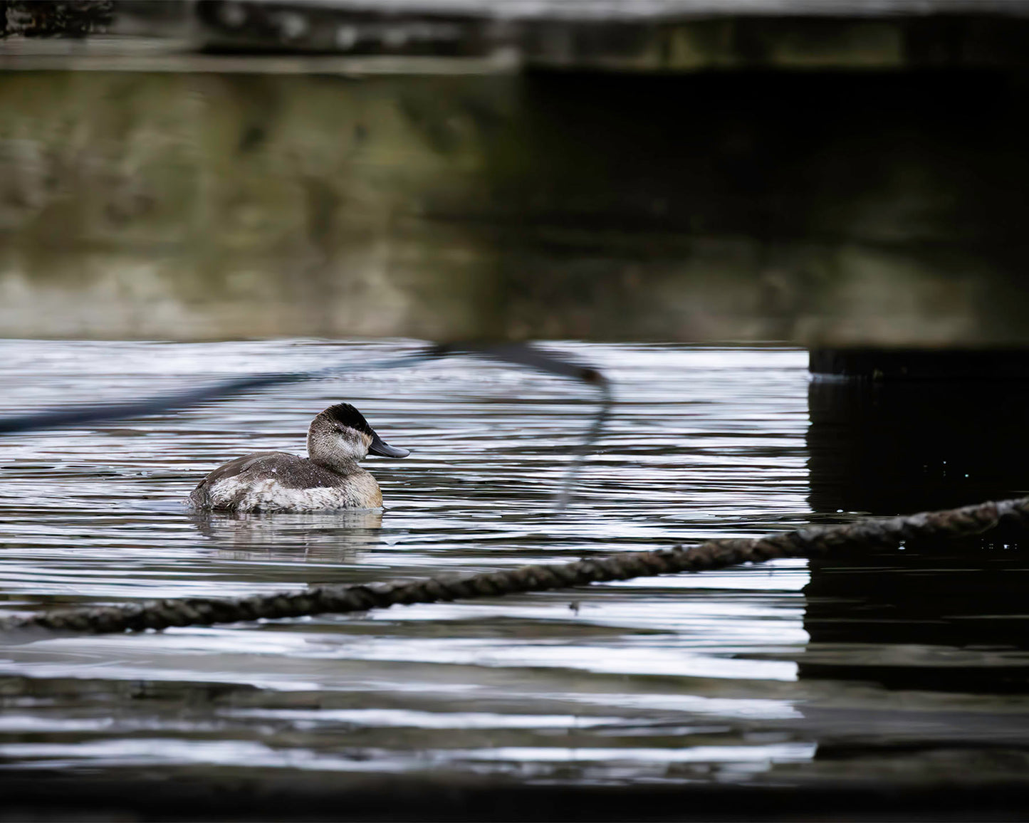 Ruddy Hen Under the Pier #2
