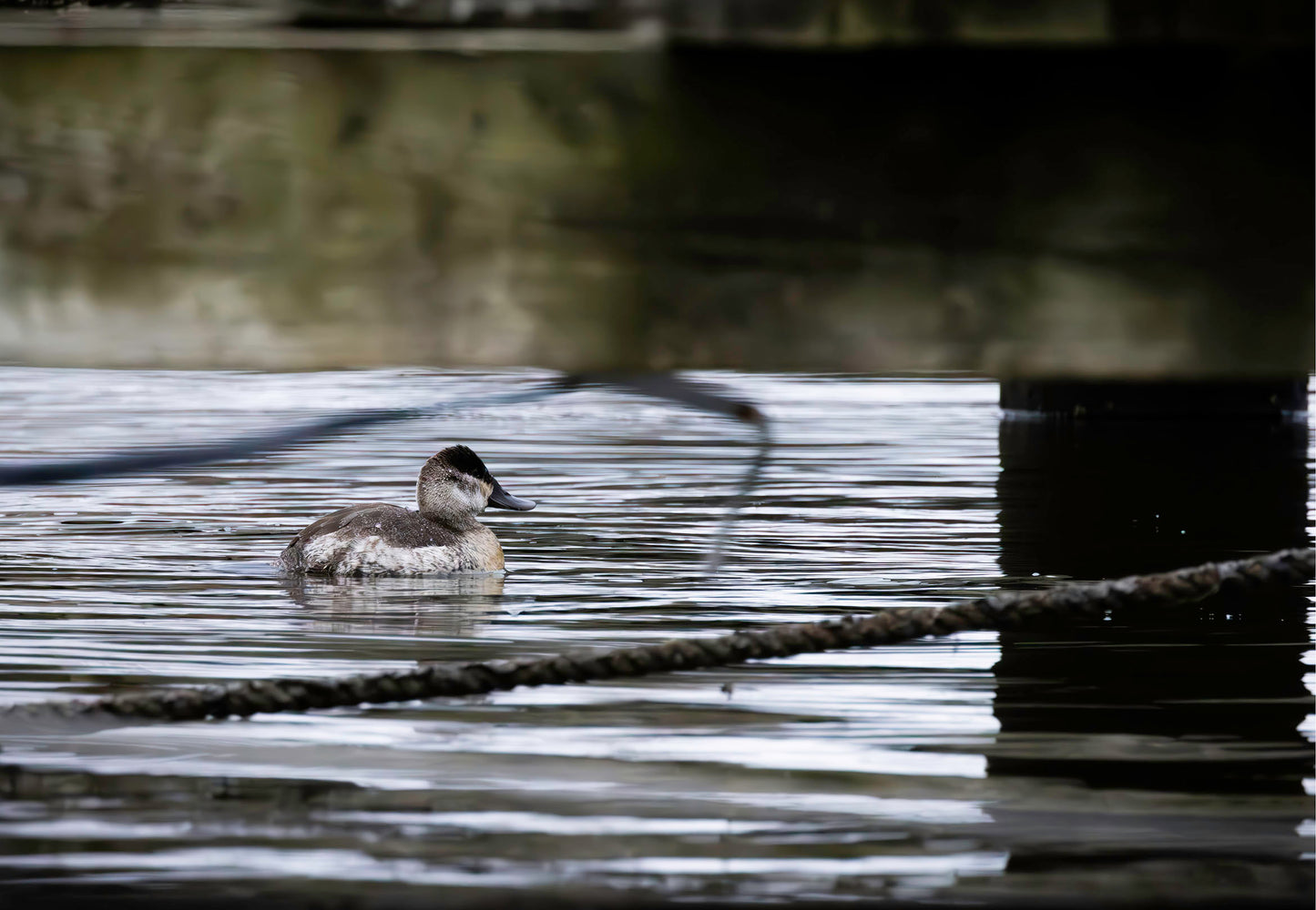 Ruddy Hen Under the Pier #2