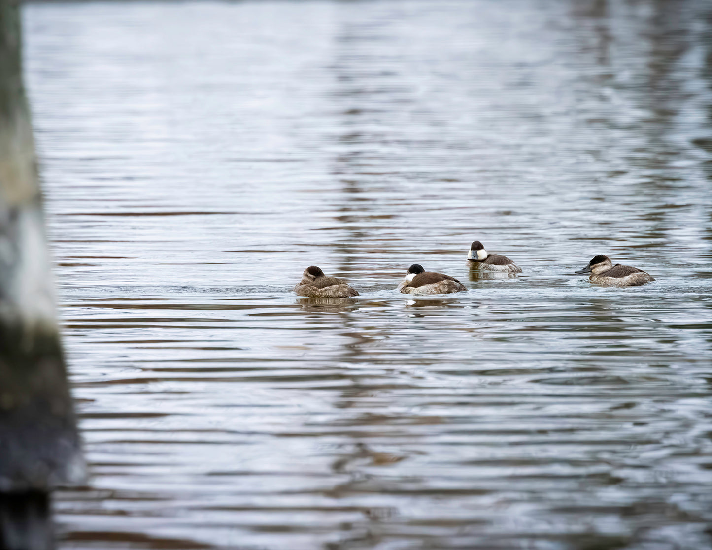 Ruddy for a Double Date -- HD Metal