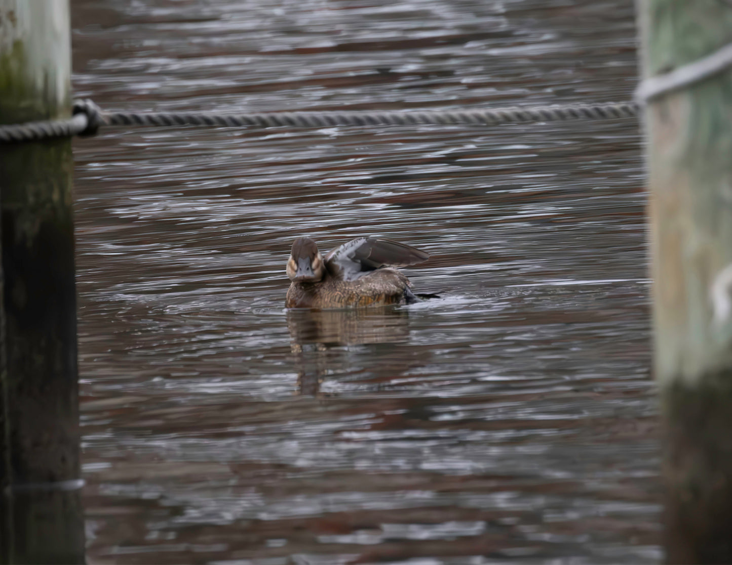 Ruddy to be Painted -- HD Metal