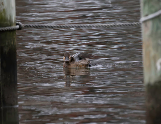 Ruddy to be Painted -- HD Metal