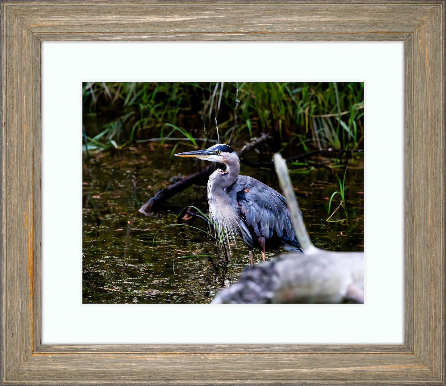 Short Stuff Behind the Log -- Digital Print