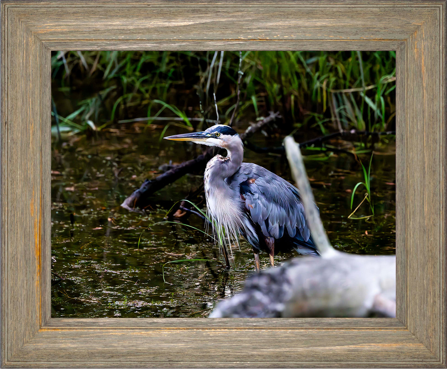 Short Stuff Behind the Log -- Digital Print