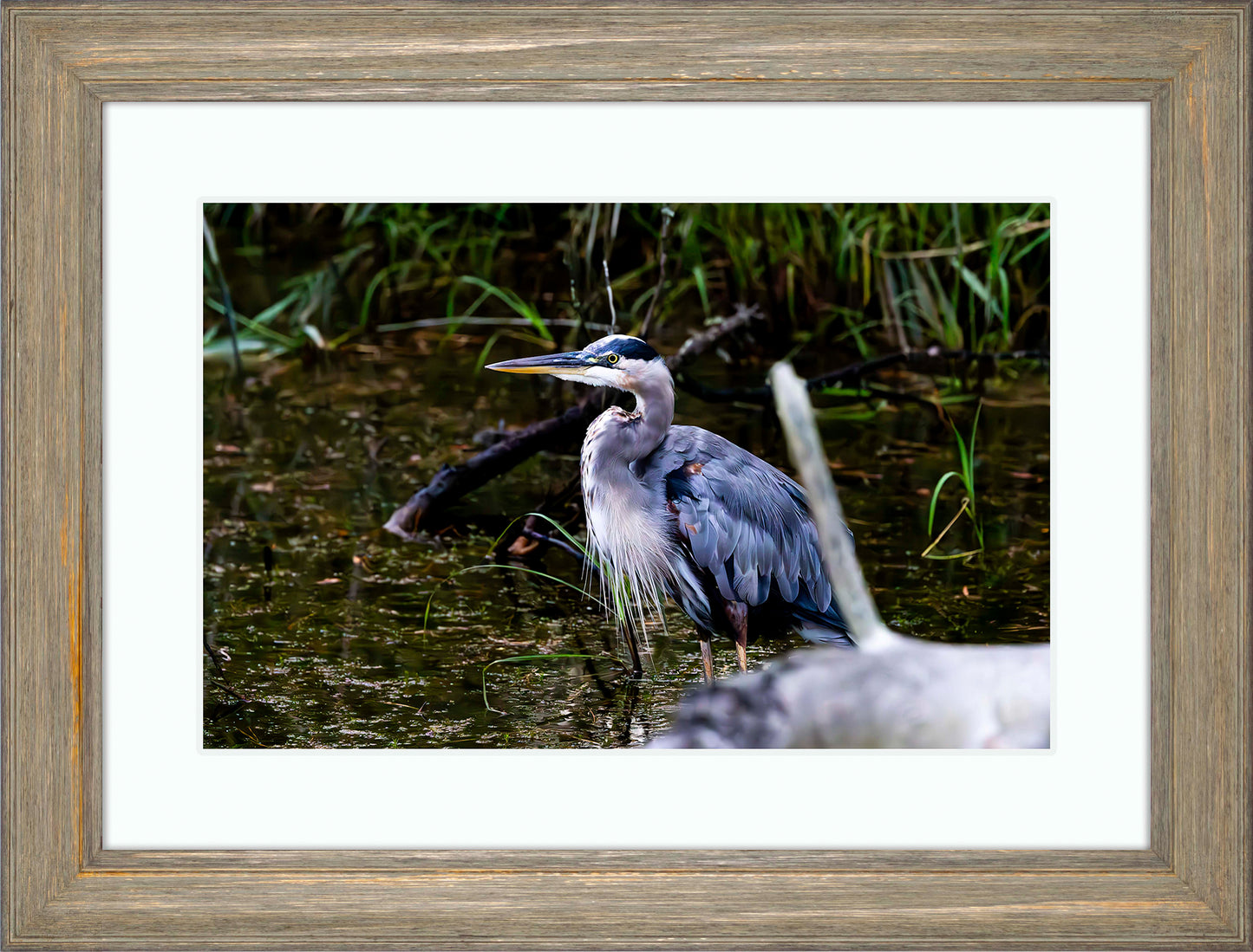 Short Stuff Behind the Log -- Digital Print