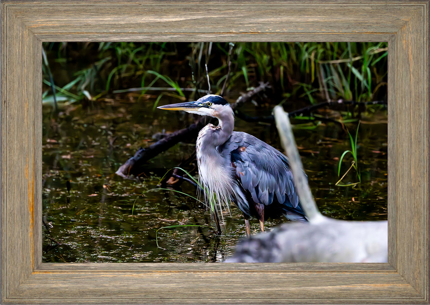 Short Stuff Behind the Log -- Digital Print