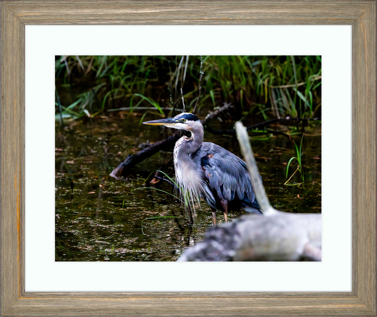 Short Stuff Behind the Log -- Digital Print