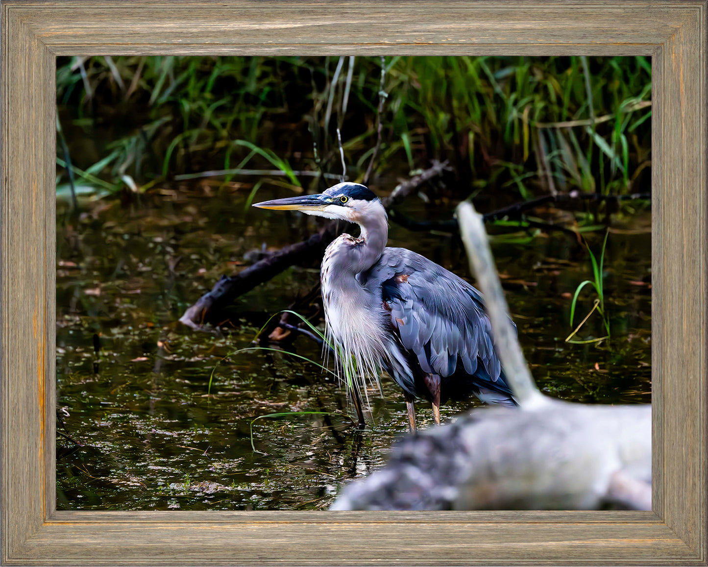 Short Stuff Behind the Log -- Digital Print